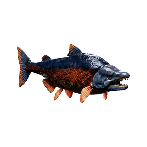 Sabertooth Salmon