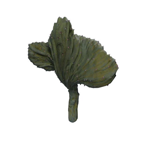 DM CoralCactus A