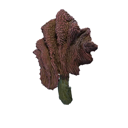 DM CoralCactus D