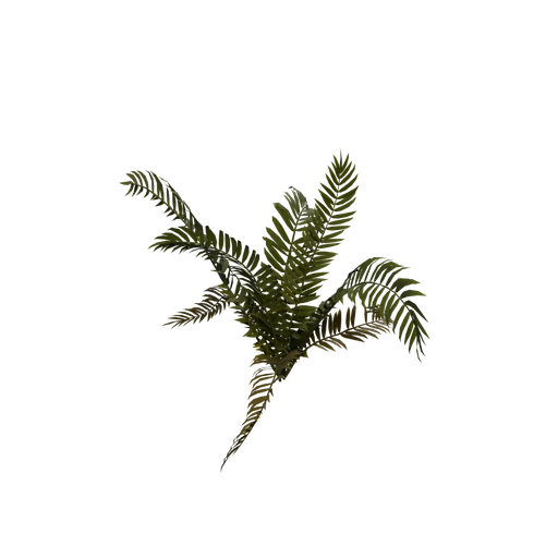 BostonFern A