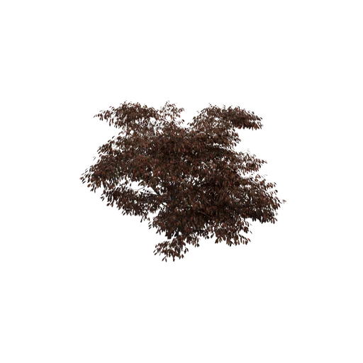 EuonymusAlatus A