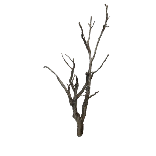 SM EXT WL DeadTreeA