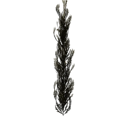 SeaWeed08