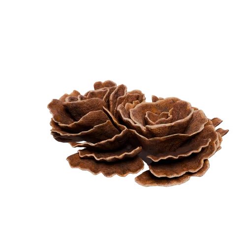 SM Coral E