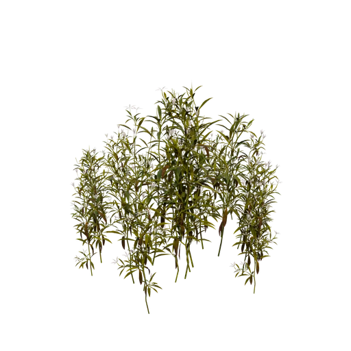 ArkansasBedstraw A
