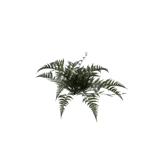 SM Sword Fern 01 Reworked