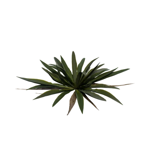 SM Yucca Flowerless