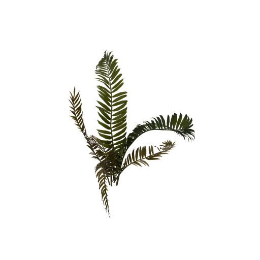 BostonFern B