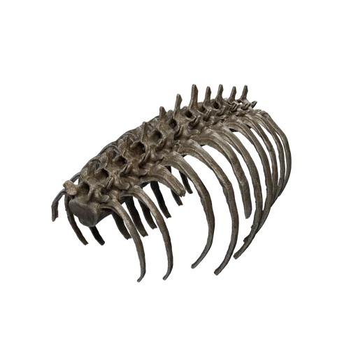 SM Bones Ribcage 1