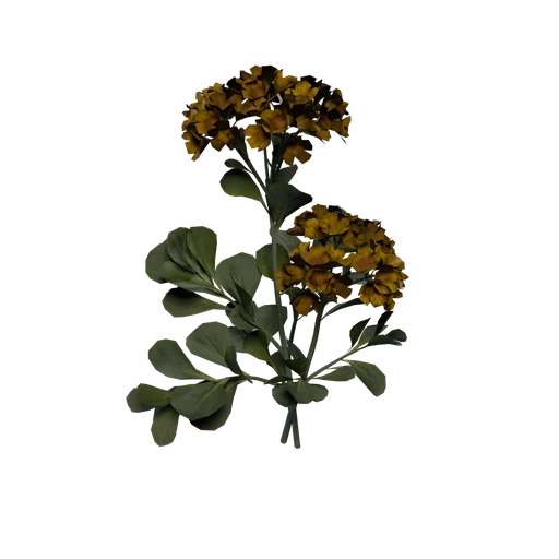 HotSpringsBuckwheat B