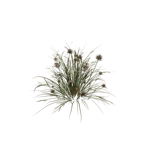 CottonGrass A