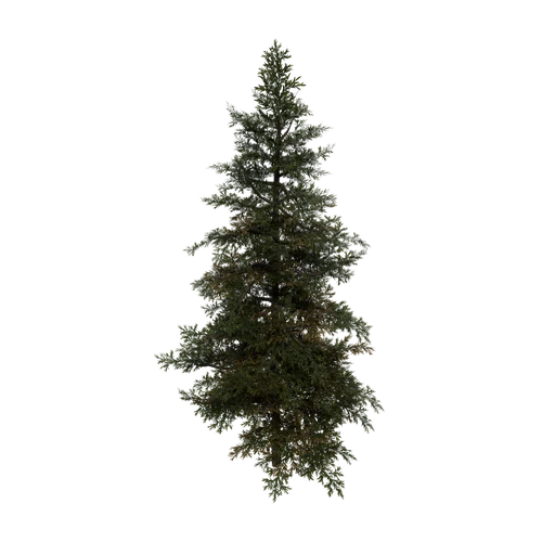 DwarfSpruce A
