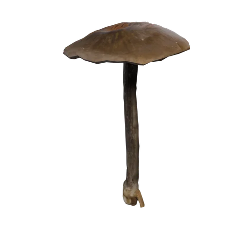 SM CommonMushroom A