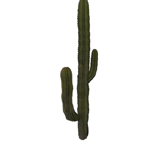 SM Saguaro 2