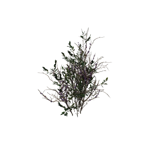 WinterBerry C