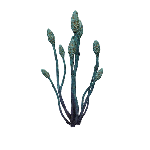 AquaticPlantLargeC