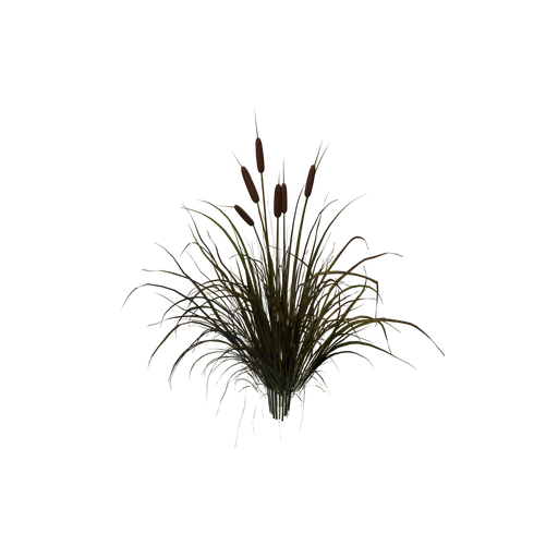 Cattail