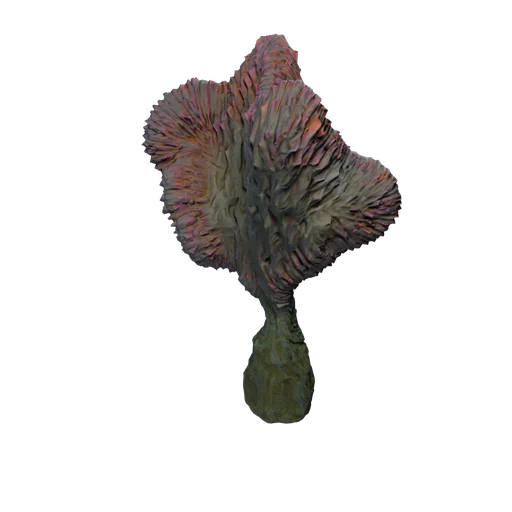DM CoralCactus C