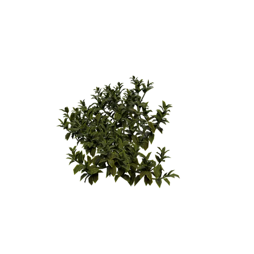 Bearberry C
