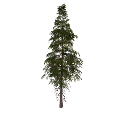 SPRUCE M 02
