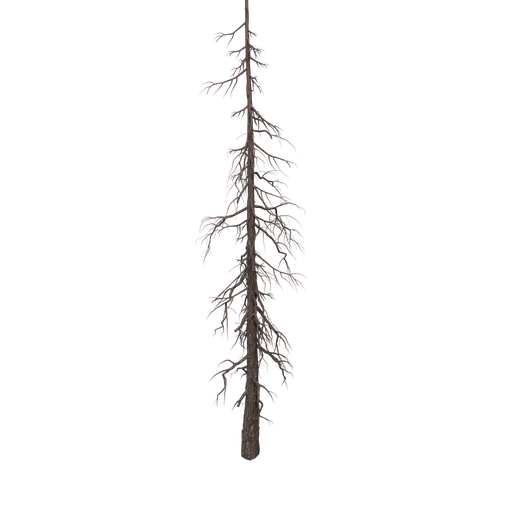 SPRUCE S 02 Broken