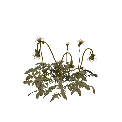ArcticPoppy E