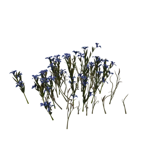 SM SnowGentian B