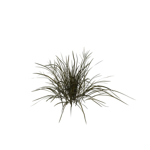 PanicGrass C