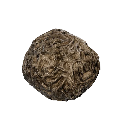 SM Coral Brain A