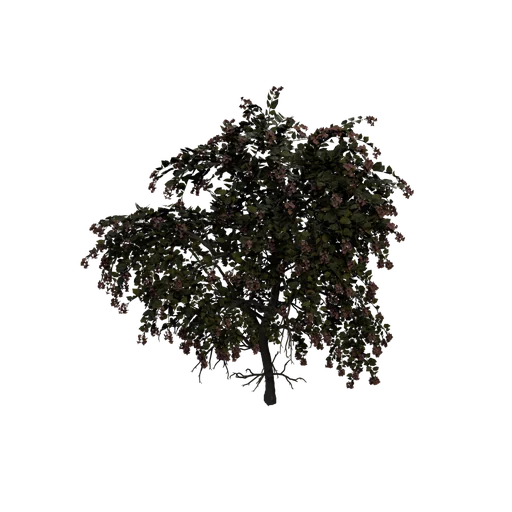 OrchidTree B