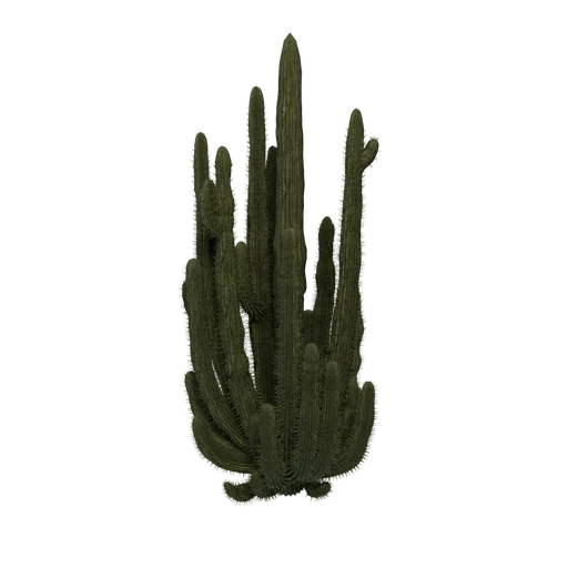OrganPipeCactus
