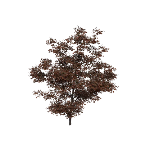 EuonymusAlatus C