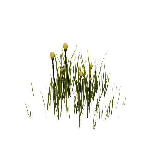 BiolumGrassBuds