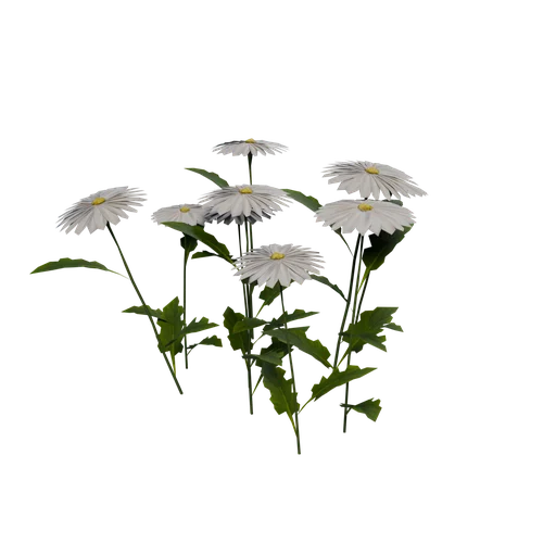SM Heracleum