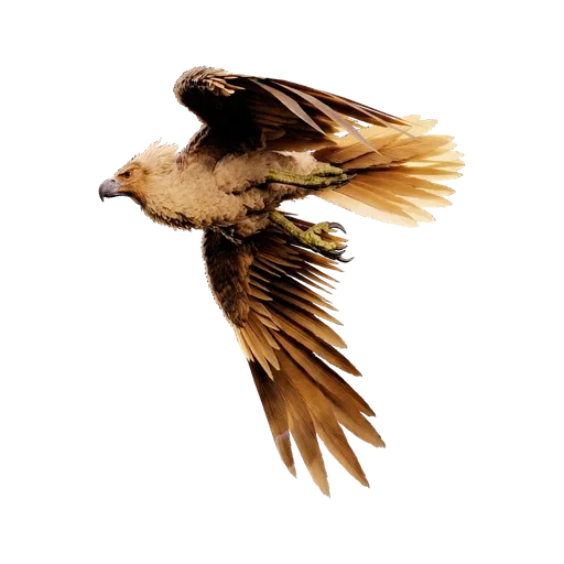 Argentavis