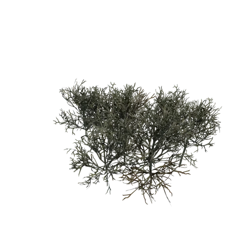 ReindeerMoss B