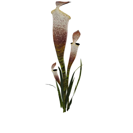 PitcherPlant SM