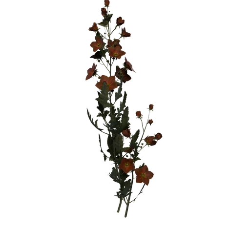 SM Globemallow