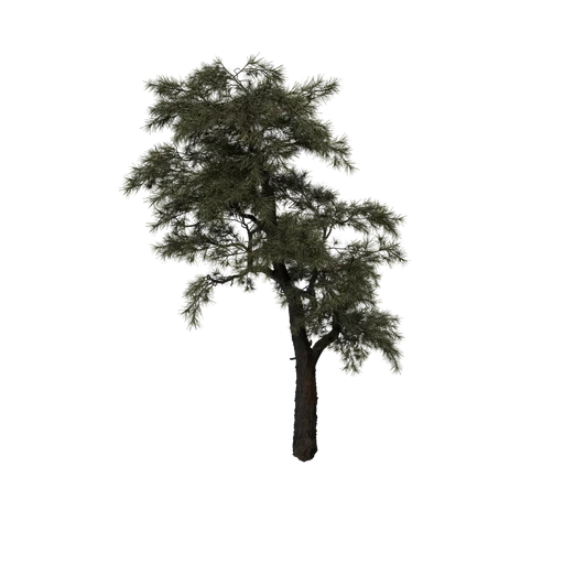 SM HuangshanPine B