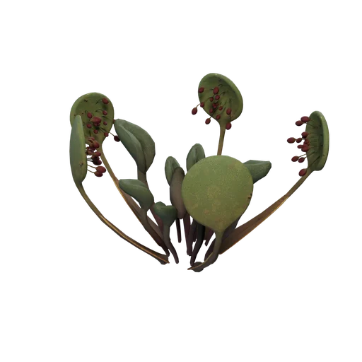 Sundew D