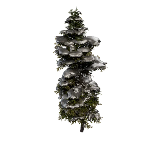 Firs C Snow