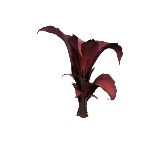 FlosMortis C