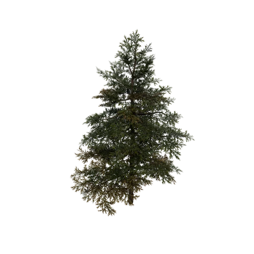 DwarfSpruce C
