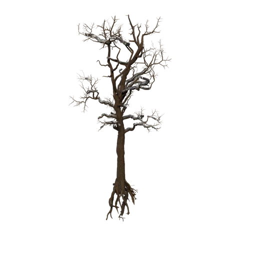 SycamoreTree C Snow