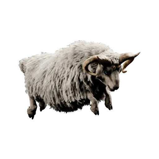 Ovis
