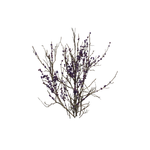 WinterBerry A GrassFI