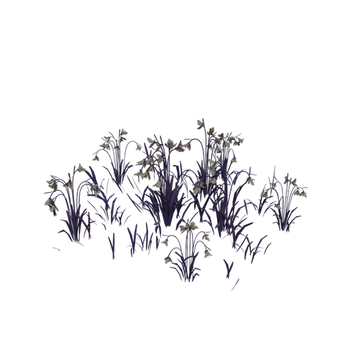 Snowdrops A