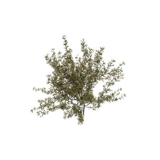 CreosoteBush