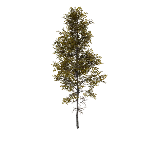 Aspen A