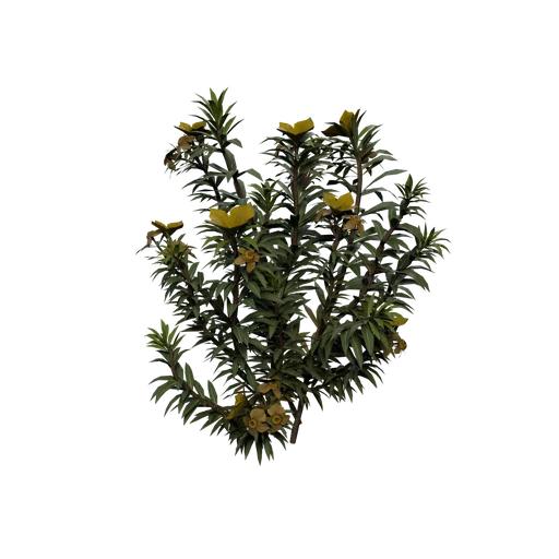 TundraRose B